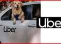 Uber expands Uber Pet to Delhi and Mumbai